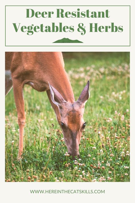 Deer Resistant Edible Plants, Deer Resistant Vegetables, Deer Proof Vegetable Garden, Deer Resistant Vegetable Garden, How To Keep Deer Out Of Garden, Deer Proof Garden Raised Beds, Plants Deer Will Not Eat, Deer Resistant Garden Plans, Deer Proof Garden