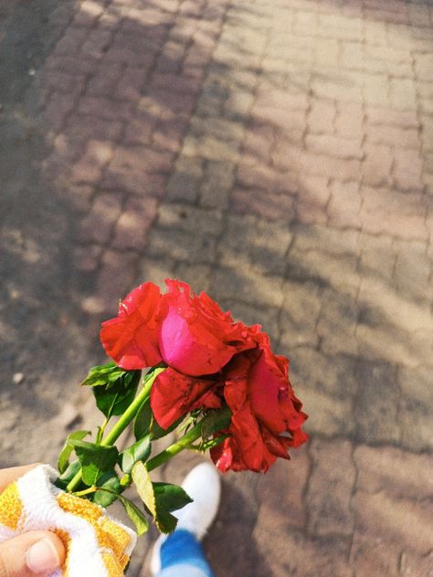 Rose Asthetic Picture, Aesthetic Sunday, Asthetic Picture, Snapchat Filters, Morning Pictures, Food Snapchat, Sunday Morning, Pretty Colours, Photo Ideas