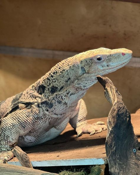 JTK Reptiles on Instagram: “Krono smiling for the camera. My big giant baby sulphur Asian water monitor. #sulphur #asian #water #monitor #varanussalvator #reptilelove…” Water Monitor Lizard, Nile Monitor, Asian Water Monitor, Large Lizards, Water Monitor, Monitor Lizard, Wet And Wild, Lizards, Snakes