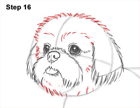 Draw Shih Tzu Dog 16 Shih Tzu Puppy Cut, Perro Shih Tzu, Chien Shih Tzu, Shitzu Dogs, Shih Tzu Grooming, Shih Tzu Funny, Dog Sketch, 강아지 그림, Shih Tzu Puppy