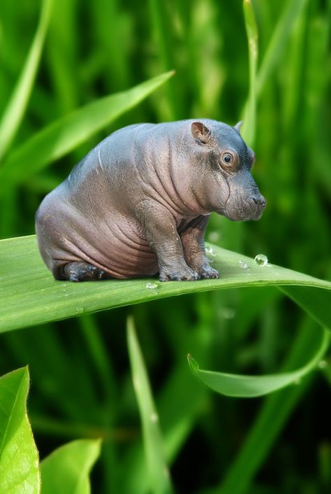 Even if it is a micro hippo, how is that even possible?! Baby Hippopotamus, House Hippo, Tiny Animals, Cute Hippo, Cutest Animals, Animal Pics, Hippopotamus, Sweet Animals, The Grass