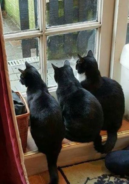 Three Black Cats, Cute Cat Pictures, Black Cat Aesthetic, Cat Stories, Cat Pictures, Positive Emotions, Funny Cat Memes, Funny Cat Pictures, Cat Sitting