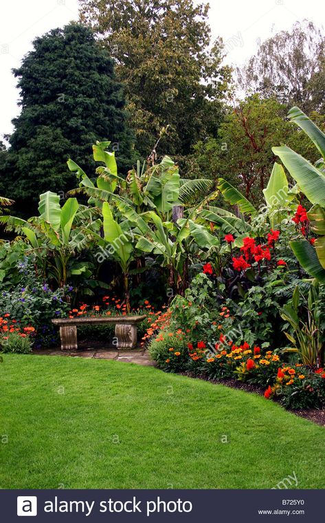 Download this stock image: A TROPICAL BORDER WITHIN AN ENGLISH COUNTRY GARDEN. RHS HYDE HALL ESSEX UK - B725Y0 from Alamy's library of millions of high resolution stock photos, illustrations and vectors. Tropical English Cottage Garden, Tropical Garden Uk Landscape Design, Jungle Garden Ideas Uk, Tropical Border Plants, Tropical Garden Uk, Tropical Borders, Heligan Gardens, Banana Garden, Tropical Courtyard