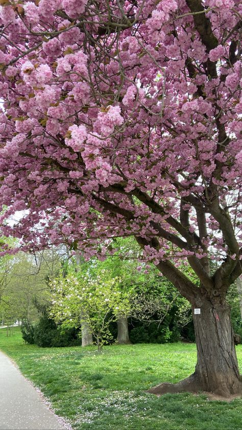 Pretty Trees, Pink Tree, Animal Print Wallpaper, Spring Wallpaper, Muslimah Aesthetic, Pink Trees, Floral Photography, Nature Gif, Beautiful Nature Pictures