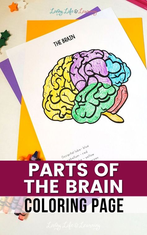 Getting ready for your human body or brain homeschool science lesson? Add these Parts of the Brain Coloring Pages to your activities. This will be a great activity to extend your science lesson. Brain Coloring Page, Brain Activities For Kids, The Brain For Kids, Homeschool Science Lessons, Anatomy Coloring, Human Body Worksheets, Growth Mindset Book, Parts Of The Brain, Brain Parts