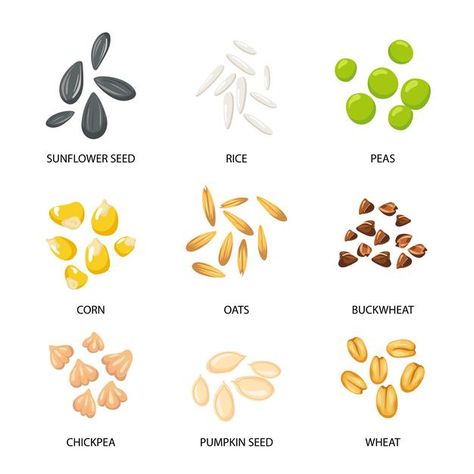 Grains Drawing, Grains Illustration, Seed Drawing, Cereals And Pulses, Seed Illustration, Cartoon Earth, Organic Cereal, Plant Activities, Earth Illustration