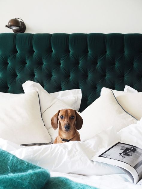 Doggy friendly hotels in the UK – No 38 The Park, Cheltenham review  #RePin by AT Social Media Marketing - Pinterest Marketing Specialists ATSocialMedia.co.uk Dog Friendly Hotels, Dog Hotel, Pet Hotel, Farmhouse Side Table, Cute Dorm Rooms, Animal Room, Pet Friendly Hotels, Miniature Dachshund, Luxury Pet