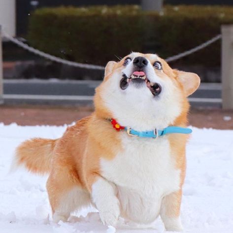 This Corgi Has Perfectly Hilarious Expressions For Every Occasion And These 14 Are Our Favorites – InspireMore Welsh Corgi Pembroke, Herding Dogs Breeds, Dog Dna Test, Corgi Funny, Herding Dogs, Corgi Puppy, Cute Corgi, Pembroke Welsh Corgi, Sweet Dogs