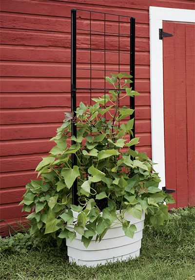 Diy Trellis For Cucumbers, Cucumbers In Containers, Trellis For Cucumbers, Cucumber Trellis Ideas, Best Potted Flowers, Pot Trellis, Cucumber Trellis Diy, Cucumber Gardening, Tomato Planter