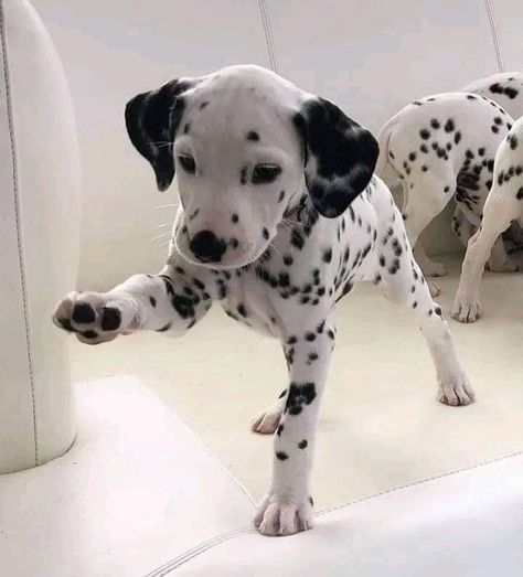 Dalmatian Art, Pictures Of Pets, Funny Animal Pics, Adorable Drawings, Dalmatian Puppies, Dalmatian Puppy, Very Cute Dogs, Dalmatian Dogs, Puppies And Kitties