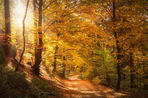 자작나무 그림, Tree In Autumn, Forest Light, Spring Forest, Oak Forest, Fall Family Pictures, Mystical Forest, Old Trees, Fall Photoshoot