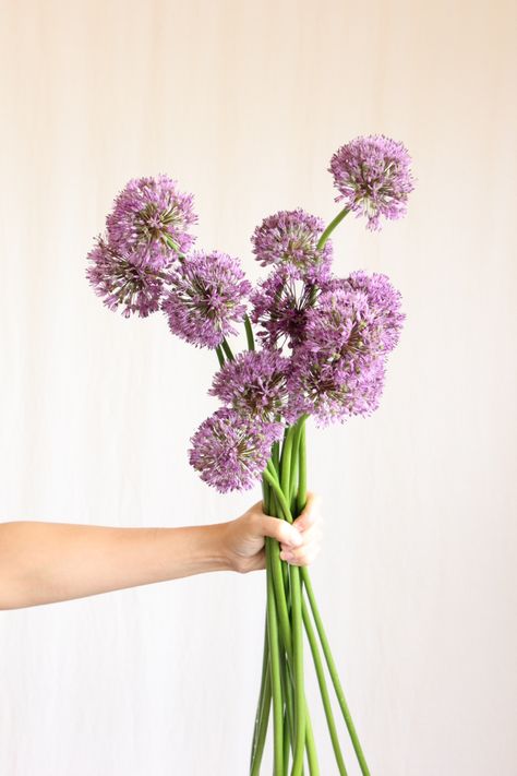 Allium Bouquet, Longstem Bouquet, Allium Flowers Bouquet, Allium Bouquet Wedding, Alium Flower Bouquet, 2024 Single, Lavender Stock Flower, Purple Wild Flower Wedding Bouquet, Single Flower Bouquet