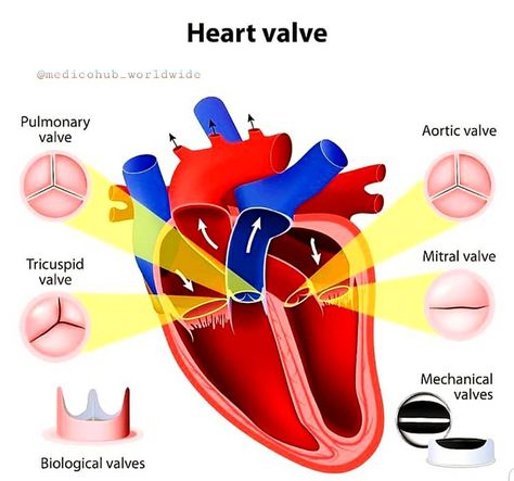 Heart Flow, Heart Valve, Body Diagram, Heart Valves, Drawing Quotes, Heart Pictures, Med School, Anatomy And Physiology, School Notes