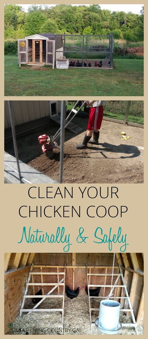 Learn how to clean your chicken coop naturally to promote a healthy flock that lays large abundant eggs year round. via @SLcountrygal Duck Care, Reban Ayam, Pig Care, Chicken Barn, Chicken Care, Clean Chicken, Portable Chicken Coop, Best Chicken Coop, Raising Backyard Chickens