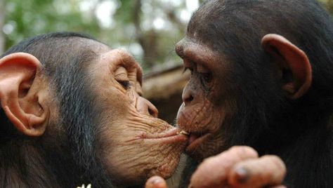 monkey love Cute Animals Kissing, Animals Kissing, Animal Hugs, Animal Reiki, Not Human, Ape Monkey, Monkey Pictures, Great Ape, Cute Monkey