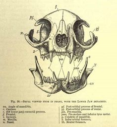 Cat Skull Tattoo, George Jackson, Scientific Drawing, Skull Anatomy, Skull Reference, Cat Skeleton, Cat Anatomy, Animal Skeletons, Science Illustration