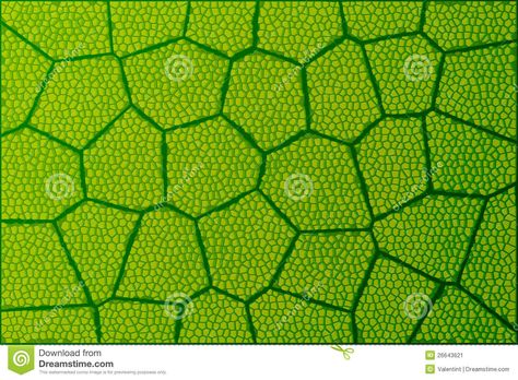 leaves under microscope | Leaf Under Microscope Stock Image - Image: 26643621 Structure Of A Leaf, Microscope Illustration, Cellular Structure, Under Microscope, Illustration Wallpaper, Leaf Illustration, Leaf Images, Leaf Background, Tree Bark