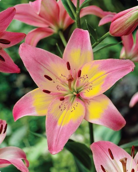 Lilium Flower, Asiatic Lily, Lilly Flower, Asiatic Lilies, Nothing But Flowers, Happy Morning, Beautiful Flowers Pictures, Flowers Perennials, Flower Pictures