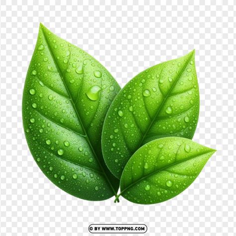 Leaf Png For Editing, Juice Design, Leaf Png, Leaves Png, School Flyer, Photoshop Tutorial Photo Editing, Leaf Images, Leaves Vector, Classroom Walls