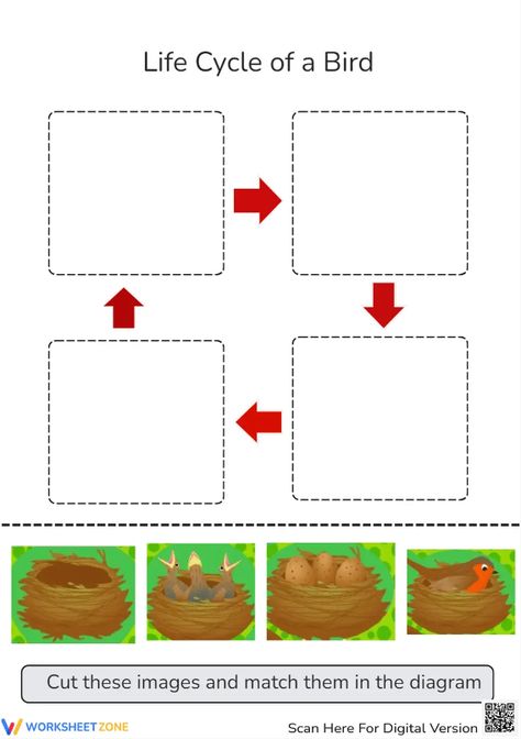 Help students explore the basic stages of a bird life cycle through this engaging worksheet. Download the Pdf and try it out! #science #scienceworksheets #livingthings #lifecycle #birdlifecycle #animalslifecycle #stages #lifecycleofabird #birds #printables #worksheet #kidsactivities #birdlifecycleforkids #sequence #orders #paper&gluecrafts #cut&paste #birdcrafts Sequence Worksheet, Bird Life Cycle, Bird Crafts, Science Worksheets, Life Cycle, Life Cycles, Activities For Kids, Cycling, Science