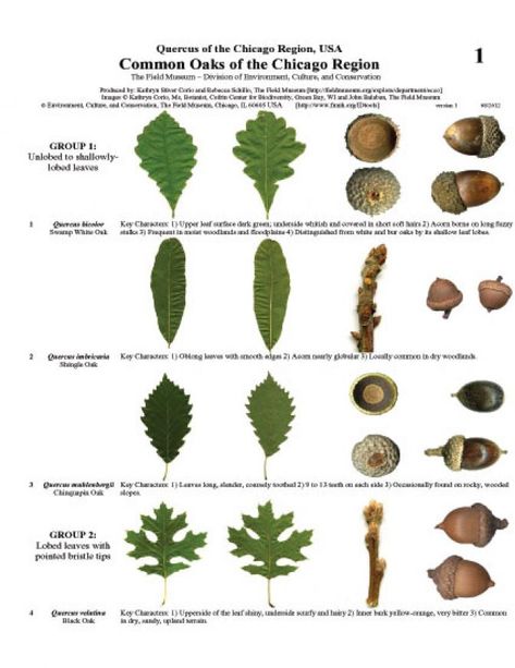 Oak Leaf Identification, Leaf Identification Chart, Tree Leaf Identification, Leaf Identification, Weird Plants, Plant Fungus, Herbal Plants, Live Oak Trees, Garden Kits