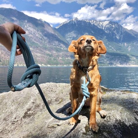 Climbing Rope Dog Leash, Pet Grooming Products, Rope Climbing, Ski Instructor, Natural Pet Food, Rope Dog Leash, Rope Leash, Rope Dog, Pet Leashes