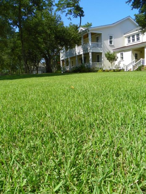 Yard Drain, Zoysia Grass, Landscaping A Slope, Planting Grass, South Carolina Homes, Modern Lake House, Front Yard Design, Sloped Garden, Garden Angels