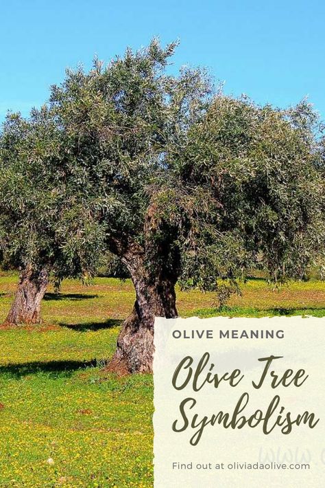 Olive Tree Quotes, Olive Tree Symbolism, Olive Branch Meaning Bible, Olive Tree Meaning, Olive Branch Symbolism, Olive Tree Tattoo For Women, Olive Tree Wedding Decor, Olive Branch Tattoo Meaning, Olive Branch Meaning