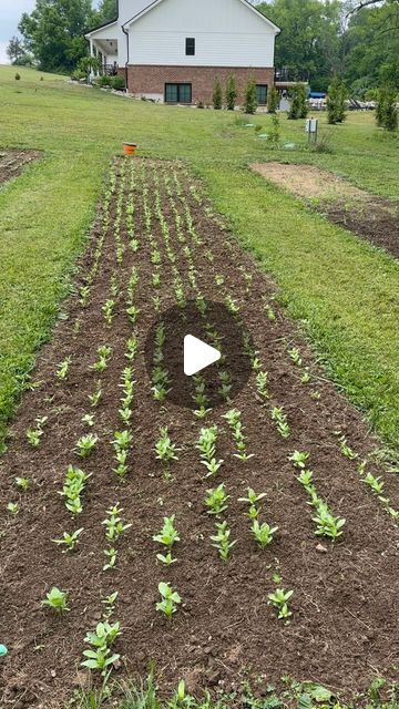 Camy on Instagram: "In a 6x50’ bed we stuffed those babies together. We planted a total of 8 rows of zinnias in each bed. Our seeder helped us space the rows 8” apart. By overseeding they will help support each other and reduce weed growth. #zinniasofinstagram #zinnias #flowerstagram #flower #zinnialovers #zinnias #gardeningideas #gardenflowers #gardenflower" Zinnia Support, Zinnia Flower Bed, Zinnia Flowers, Support Each Other, Flower Beds, Flower Garden, The Row, Yard, Bed