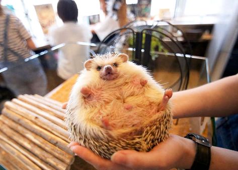 Animal Cafe, Marine Day, Cute Animals With Funny Captions, Japan Travel Destinations, Japanese Animals, Cute Animal Memes, Cafe Ideas, Japan Travel Guide, Japanese People