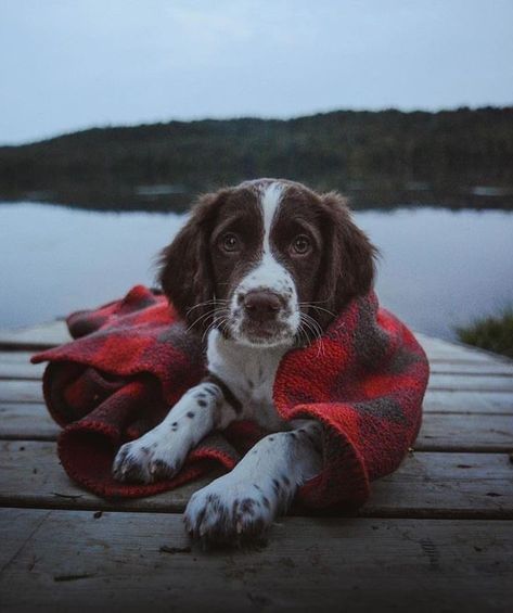 Pretty Puppies, Springer Spaniel Puppies, Camping Vibes, Springer Spaniels, Dog Photoshoot, Travel Buddy, Wild Love, Dog Diet, Love Logo