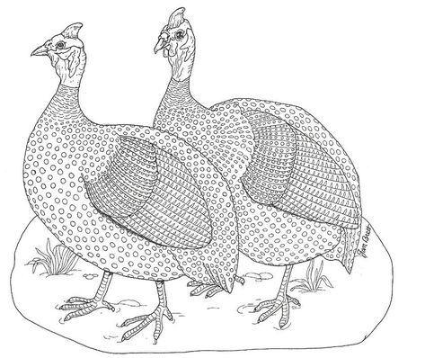 Guinea Fowl Art, Guinea Hens, Black White Drawing, Bird Types, Abc Coloring Pages, Abc Coloring, Guinea Fowl, Rooster Decor, White Drawing