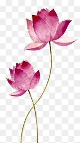 pink,lotus,flowers,plant,pink vector,lotus vector,Pink clipart,lotus clipart Lotus Vector Design, Lotus Flower Painting Watercolors, Lotus Clipart, Pink Clipart, Lotus Vector, Lotus Flower Painting, Watercolor Lotus, Indian Wedding Invitation Card Design, Picture Pink