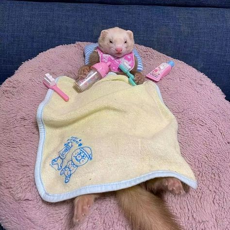 Ferret In Clothes, Ferrets In Love, Relaxing In Bed, Ferret Funny, Ferret Clothes, Ferret Stuff, Cat And Dog Photos, Dogs Photos, Funny Ferrets