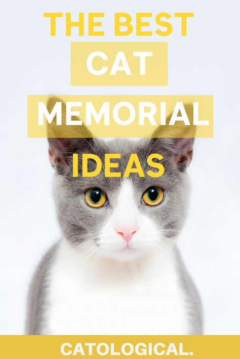 Diy Cat Memorial Ideas, Losing A Cat, Cat Memorial Ideas, The Loss Of A Pet, Cat Love Quotes, Kitten Treats, Cat Toilet Training, Cat Tips, Memorial Ideas