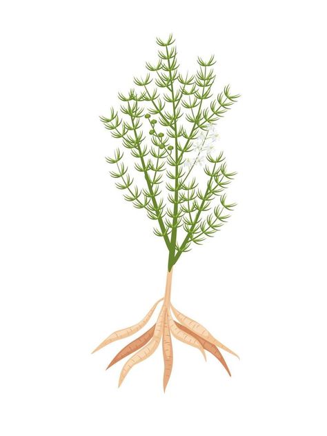 Vector illustration, Shatavari or Asparagus racemosus, isolated on white background, Herbal plant with medicinal properties. Shatavari Plant, Asparagus Racemosus, Asparagus Plant, Vector Landscape, Yoga Massage, Herbal Plants, Plant Drawing, Plant Pictures, Ayurveda