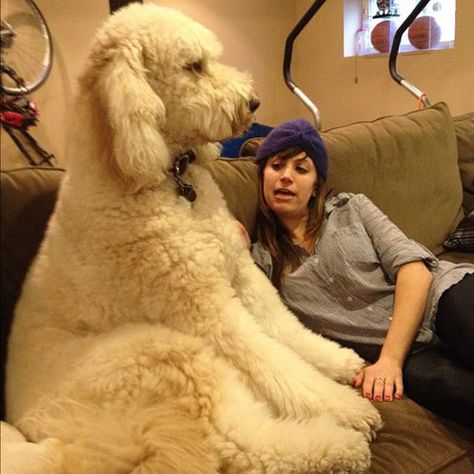 20 Huge & Cuddly Dogs That You'll Want To Adopt Immediately. – Page 8 of 20 Giant Poodle, Mini Doodles, Goldendoodle Grooming, Poodle Grooming, Australian Labradoodle, Huge Dogs, Teacup Yorkie, Giant Dogs, Perfectly Timed Photos