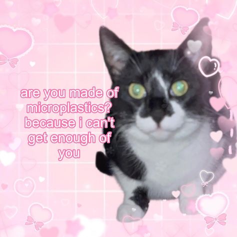 more rizz because i was inspired💕🥰🫶💅😍🩷 #cat #cats #catmeme #catmemes #funnycat #funnycats #catto Flirty Cat, Cat Rizz Photo, Cat Rizz, Cute Cat Flirt Memes, Funny Looking Cats, Cat Heart Meme, Cat Lady Meme, Crazy Cat Lady Humor Memes, Silly Cats