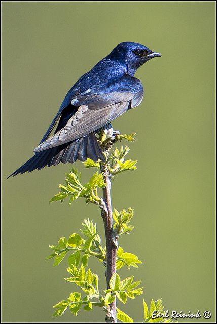 Purple Martin | Flickr - Photo Sharing! Cherokee Art, Martin Bird, Purple Martin, Gil Scott Heron, Purple Animals, Wings Art, Bird Wings, Swallows, Backyard Birds