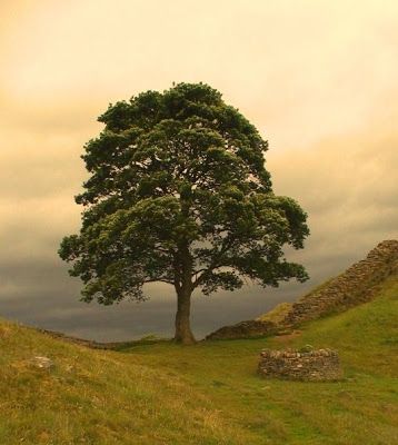 Tree Images Nature, Sycamore Gap, Hadrian's Wall, Nature Photography Trees, Sycamore Tree, Hadrians Wall, Single Tree, Lone Tree, Tree Photography