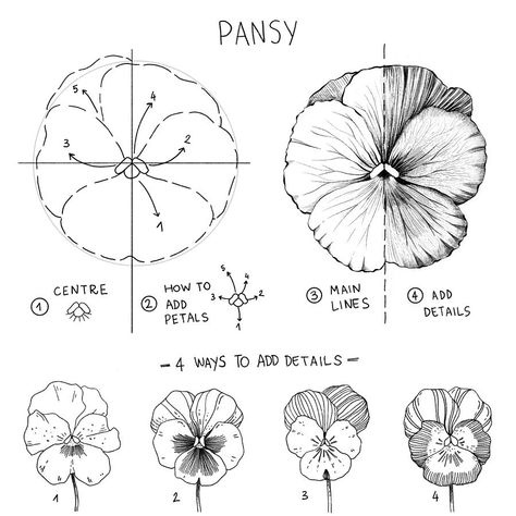 Pansy Flower Illustration, Pansy Coloring Pages, Drawing Flower Petals, 5 Petal Flower Drawing, Pansy Drawings, How To Draw A Pansy, How To Draw Flower Petals, Pansy Flower Drawing, Pansies Flowers Drawing