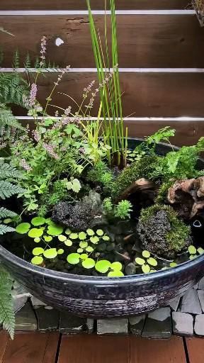 Mini Container Pond, Tub Pond Ideas, Plant Pot Pond Ideas, Mini Water Feature Diy, Mini Water Garden Indoor, Outdoor Mini Pond Ideas, How To Make A Fish Pond, Diy Small Fish Pond, Mini Pond Garden