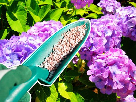 How To Fertilize Hydrangeas, Best Fertilizer For Hydrangeas, When To Fertilize Hydrangeas, Feeding Hydrangeas, Fertilizer For Hydrangeas, Hydrangea Fertilizer, Home Made Fertilizer, Hydrangea Plant Care, Hydrangea Plant