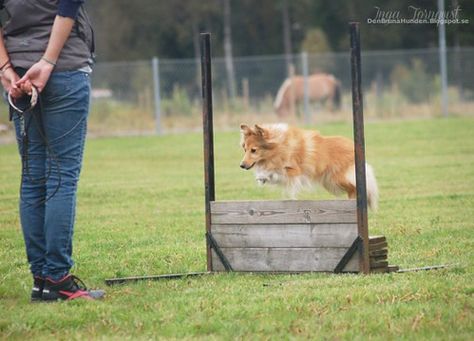 Obedience, Shetland Sheepdog Cattle Dogs, Shetland Sheepdog, Dog Obedience, Cattle Dog, Dogs