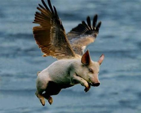 Pigs with Wings Flying Pigs Art, Deer Fly, Fly Drawing, Pig Drawing, Pig Art, Flying Pig, This Little Piggy, Little Pigs, Pigs