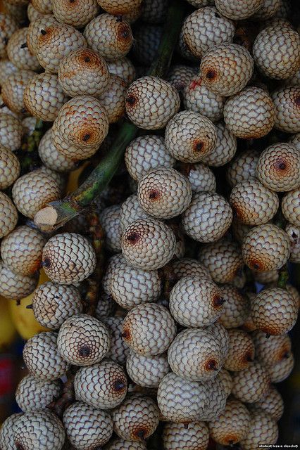 Rattan fruit Weird Fruit, Unusual Beauty, Garden World, Strange Fruit, Unique Fruit, Plant Fungus, Fruit Flowers, Food Forest, Beautiful Fruits