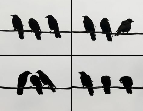 crows on the wire by Dougerino, via Flickr Crow Images, Blackbird Singing, Crow Tattoo, Silhouette Clip Art, Crows Ravens, Black White Art, Funny Doodles, The Wire, Tattoo Stencils