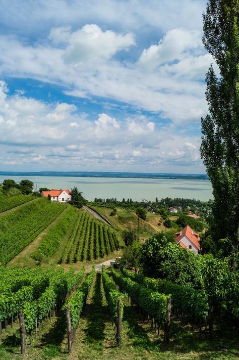 Budapest Guide, Budapest Travel Guide, Lake Balaton, European Summer Aesthetic, Hungary Travel, Budapest Travel, Drink Wine, Wine Region, Amazing Destinations