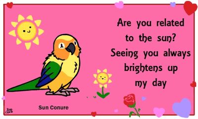 Bird cards. Caws why not? - Album on Imgur Bird Valentines, Sun Conure, Bird Cards, Good Jokes, Funny Posts, Trending Memes, Valentines Cards, Funny Jokes, Funny Gif