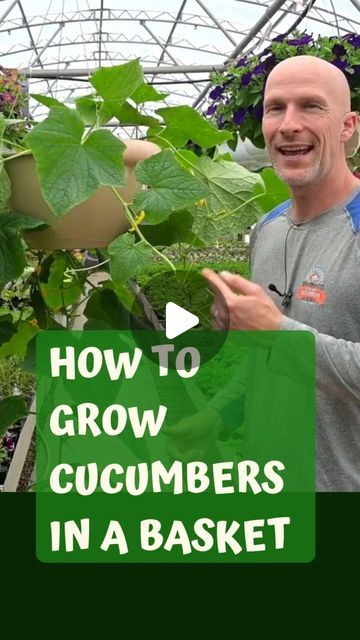 Sharkey’s Greenhouses on Instagram: "This is a great way to grow your cucumbers!   We've grown cukes in hanging baskets for decades and it really is the way to do it.   Try growing your cucumbers like this.  Be sure to save this reel for reference.  #gardening #garden #gardenhacks #gardensecrets #gardening101  #growyourownveggies #growyourown #growyourownfood #cucumber #cucumbers #cukes" Grow Cucumbers, Cucumber Gardening, Potted Plants Patio, Cucumber Plant, Growing Cucumbers, Eco Friendly Garden, Vegetable Garden Diy, Home Vegetable Garden, Container Gardening Vegetables